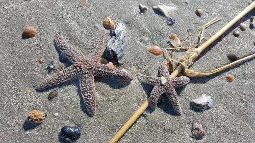 two starfish on the sand on the beach at OG02: 2 Ocean Green in Kiawah Island