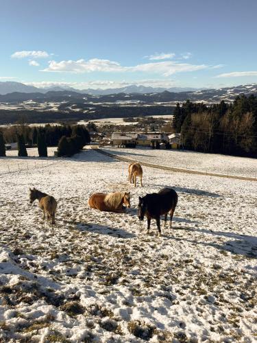 a group of horses standing in a snow covered field at Künstlerstubn in Hartneidstein