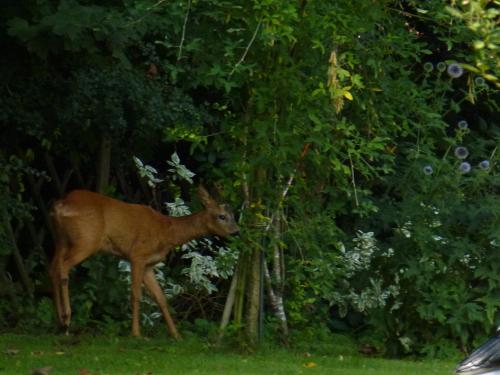 Animales en el departamento o alrededores