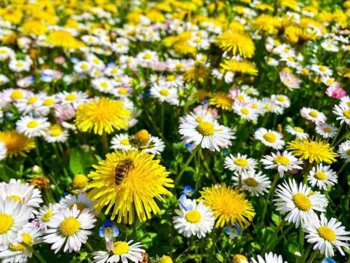 a field of yellow and white flowers with a bee at Elegante 1 Br, Bellavista in Valsugana, Trentino in Strigno