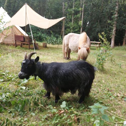 two goats standing in a field near a tent at Dogwood Yurt in Rye