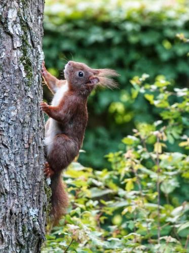 a squirrel standing on the side of a tree at Chalet Le Daim La Boverie in Rendeux