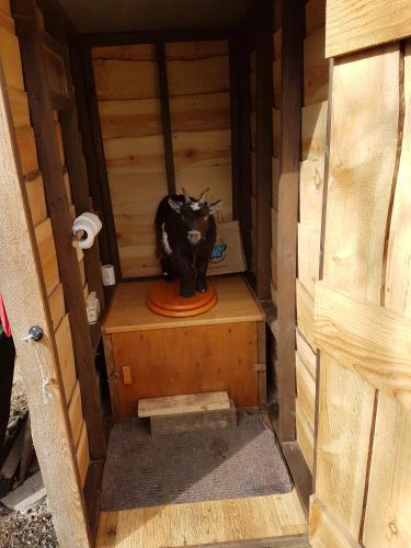 a cat sitting in the inside of a dog house at Dogwood Cabin in Rye