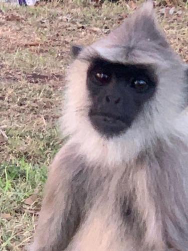a close up of a monkey wearing a hat at Mount House Galle in Galle