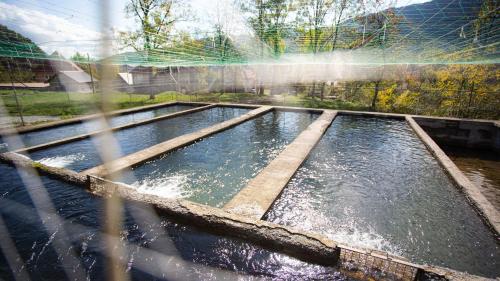 Gallery image of BB CHALET in Kolašin