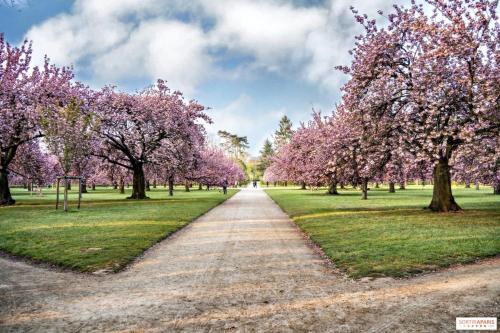a path in a park with trees with pink flowers at Studio in Fresnes in Fresnes