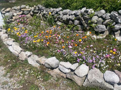 a rock garden with flowers in a rock wall at Tigh George in Lettermore