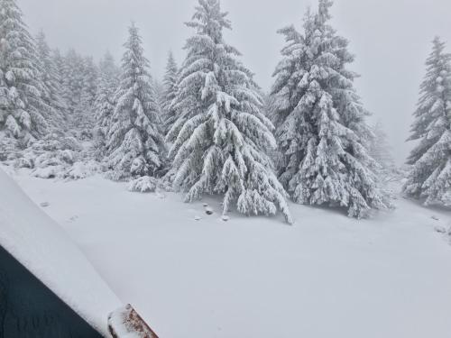 a snow covered forest with snow covered trees at AA Frame Retreat Fundata in Fundata