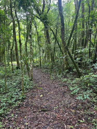 a dirt trail in a forest with trees at Chalé Pôr do Sol in Contenda