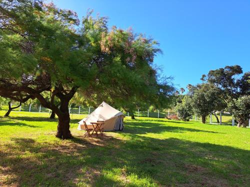 a tent sitting under a tree in a field at Bearsu Nature Almoxarife in Horta