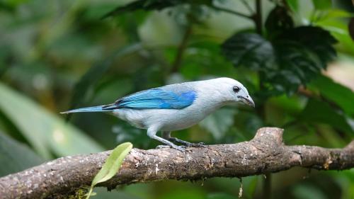 a blue and white bird sitting on a tree branch at Complejo puma sacha las 7 cascadas in Quito