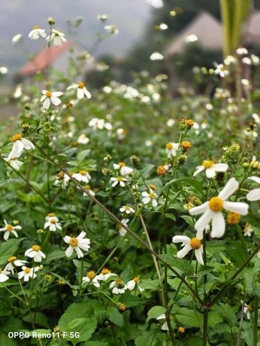 a group of white flowers in a garden at Hang Mua Eco Garden in Xuân Sơn