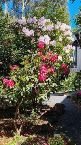 a bush of pink flowers in a garden at Camellia Grove Retreat in Mount Macedon