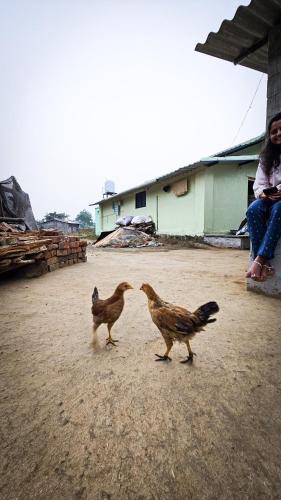 two chickens are standing next to a woman at Feel at Home with Mountain Views & Fog in Shendi