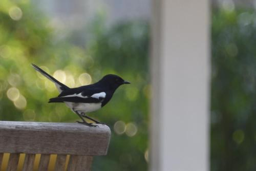 ヴィラの敷地内または近くにいる動物