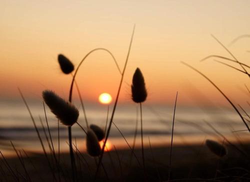 a sunset on the beach with some plants in the foreground at Peace Of Bali in Waihi Beach