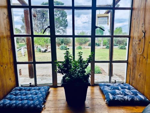 a room with a large window with a potted plant at Safari Park Guest Farm in Colesberg