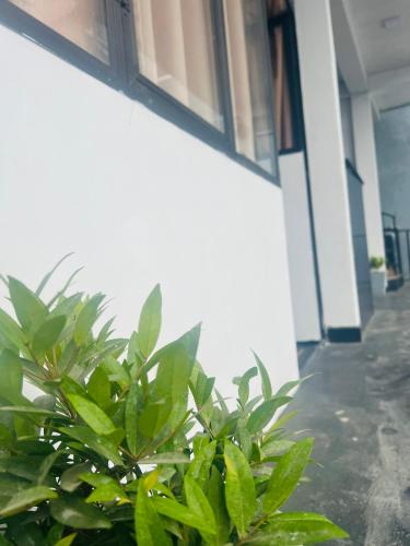 a green plant in front of a building at Night manner hostel in Ella