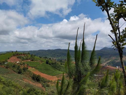 a palm tree in front of a view of a valley at Đồi Mây Homestay Bảo Lộc in Bao Loc