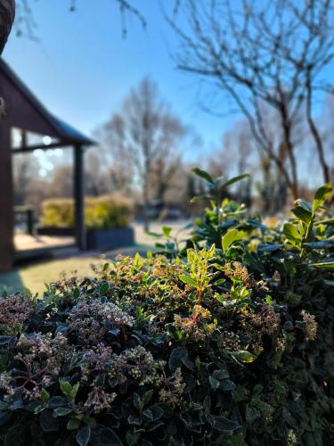Une bande de plantes dans un jardin dans l'établissement Chalets de la Colagne, à Chirac