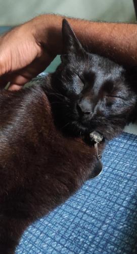 Mascotas con sus dueños en Baba Luru's
