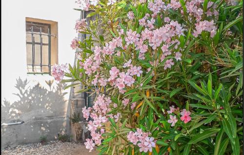 une brousse de fleurs roses devant un bâtiment dans l'établissement Cozy Home In Arles With Wifi, à Arles