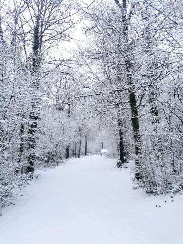 a snow covered path in a park with trees at Chalet 139 Hakuna Matata in Durbuy