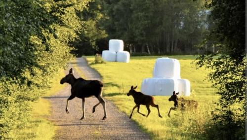 a couple of goats running down a dirt road at Villa The White Moose, 6 rooms, 3 bedrooms, 2,5 baths, sauna, near Branäs in Likenäs