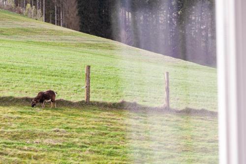 a dog grazing in a field next to a fence at Forellenhof Wald- und Wiesenquartier in Bad Berleburg