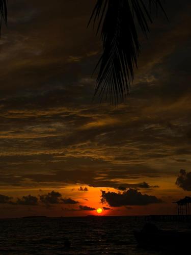 a sunset over the ocean with a palm tree at Indos Homestay-Raja Ampat in Besir