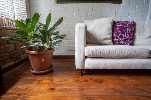 a living room with a couch and a potted plant at La Cabaña del Abuelo in Lourdes