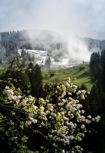 a flowering tree with white flowers on a hill at Heimathaus Hettegger in Grossarl
