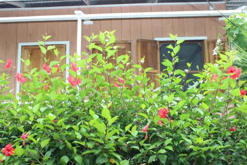a bush with red flowers in front of a house at Hospedaje Yarisnori in Bocas del Toro