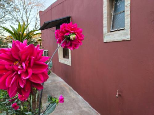 two pink flowers next to a red building at Lo de Toty 1 in Yapeyú