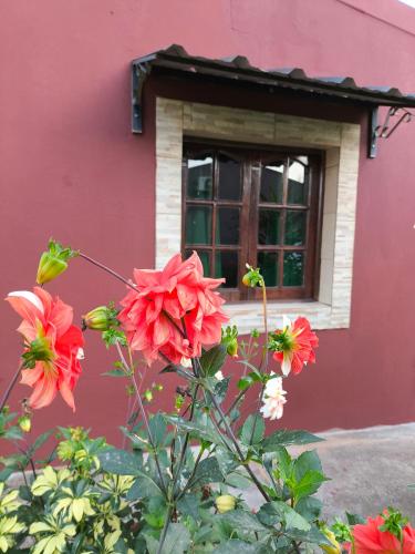a bunch of flowers in front of a window at Lo de Toty 1 in Yapeyú