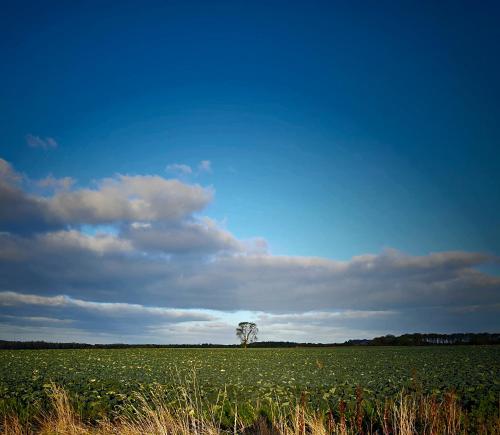 a field with a tree in the middle of a field at The Bonnie Wee Bothy in East Linton