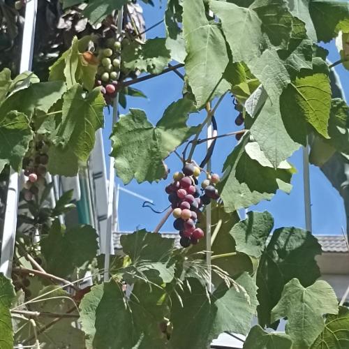 a bunch of red grapes hanging from a tree at Ripe's FoRest Garden Guest House in Rome