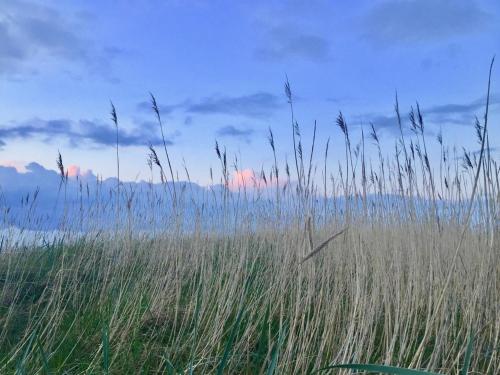 a field of tall grass on the beach at Quartier Hohe Geest 22 in Cuxhaven