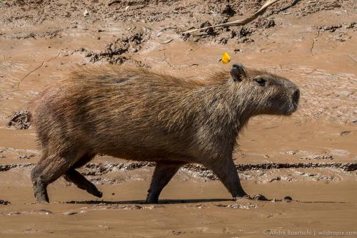 a large animal walking in the mud at Casa Amazonas in Puerto Maldonado