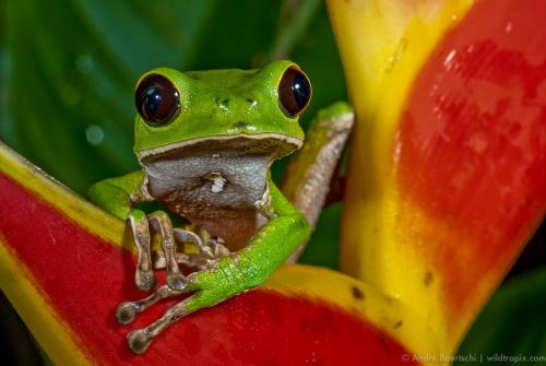 a green frog sitting on a red and yellow flower at Casa Amazonas in Puerto Maldonado