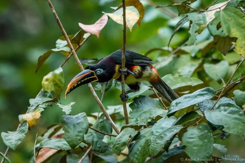 a bird perched on top of a tree branch at Casa Amazonas in Puerto Maldonado