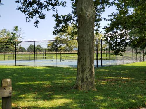 a tree in a park with a tennis court at Sunshine Room by harbor downtown beach I-95&Train in Stamford
