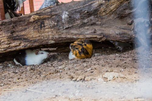 Huéspedes con una o varias mascotas en Hotel Parque do Sol