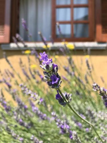 Zahrada ubytování Casa privata con splendida vista lago "Il Gallicantus"