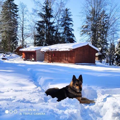a dog laying in the snow at Lesní chaty "Hogo Fogo" in Kytlice