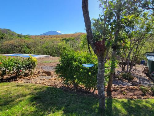 a frisbee hanging from a tree in a yard at 2 Bedroom Guest House with Pool in Hacienda Miravalles
