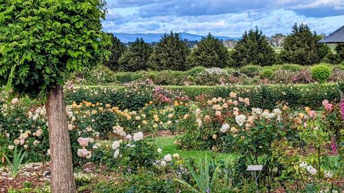 a garden with flowers and a tree in the middle at Woolmers Estate in Longford