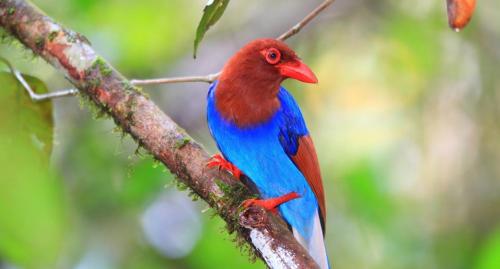 a red and blue bird sitting on a tree branch at Mount Crest Inn Deniyaya in Deniyaya