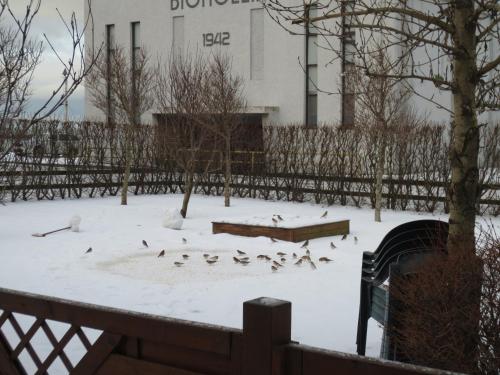 a flock of birds in a park in the snow at Teigur Guesthouse in Akranes