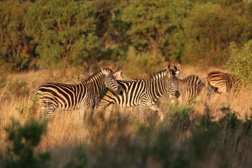 a group of zebras walking in the tall grass at Schrikkloof Private Nature Reserve, home of The Lions Foundation in Bela-Bela